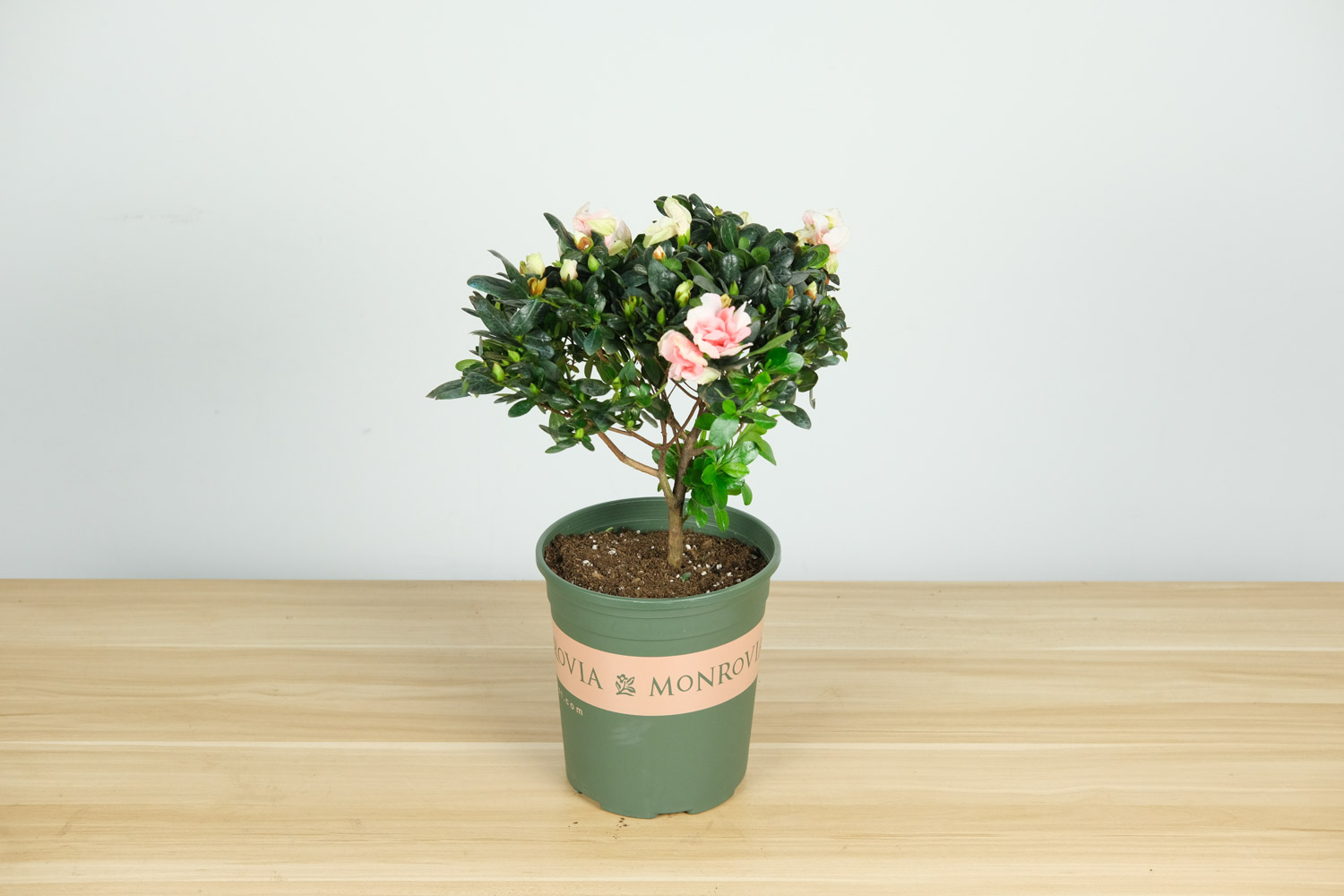 杜鹃花浇水的正确办法，冬季如何管理