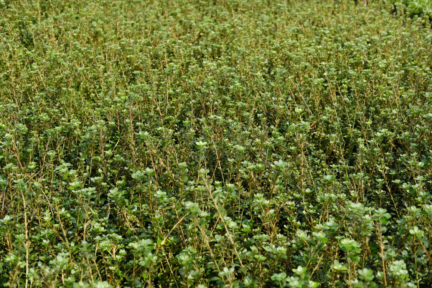 杜鹃花浇水的正确办法，冬季如何管理