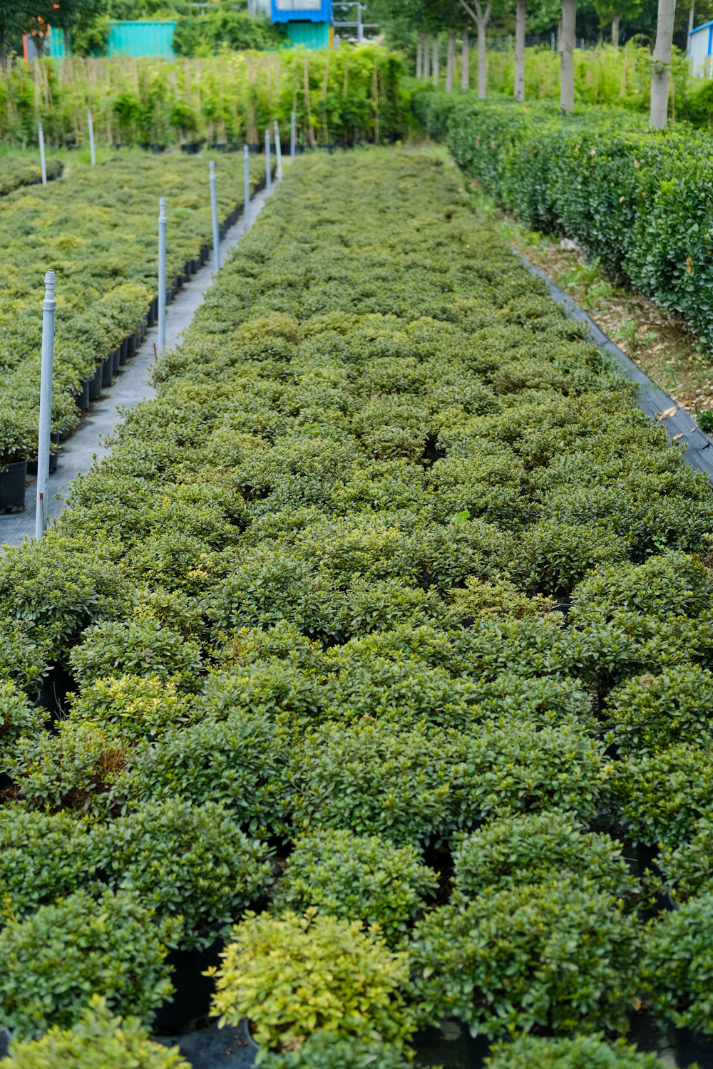 杜鹃花的颜色有哪些，特点是什么