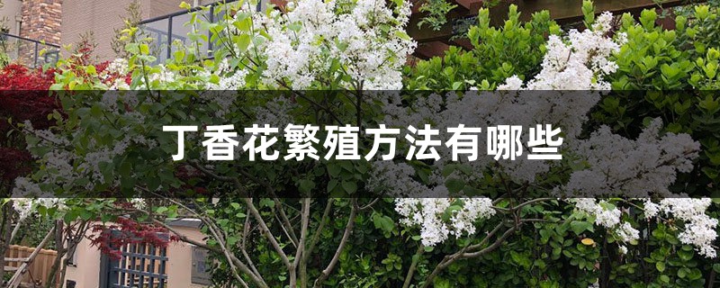 丁香花繁殖办法有哪些，丁香花好养吗