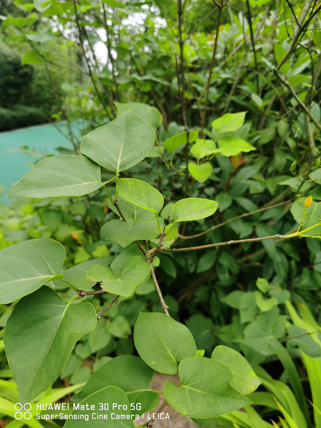 丁香花繁殖办法有哪些，丁香花好养吗