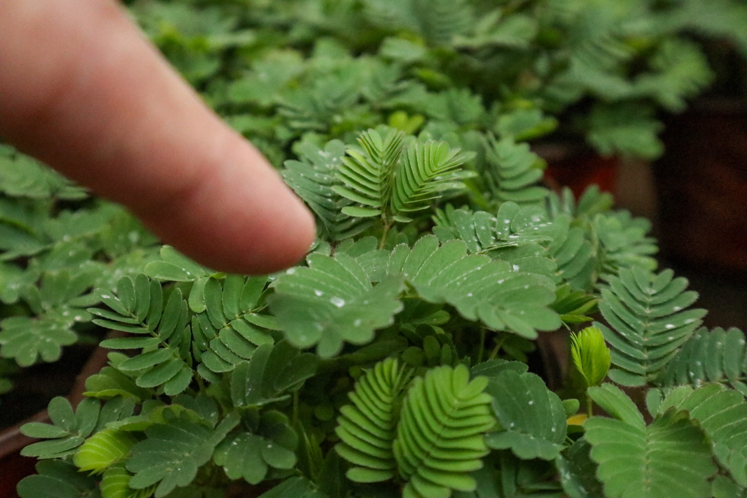 含羞草 含羞草资料,含羞草图片