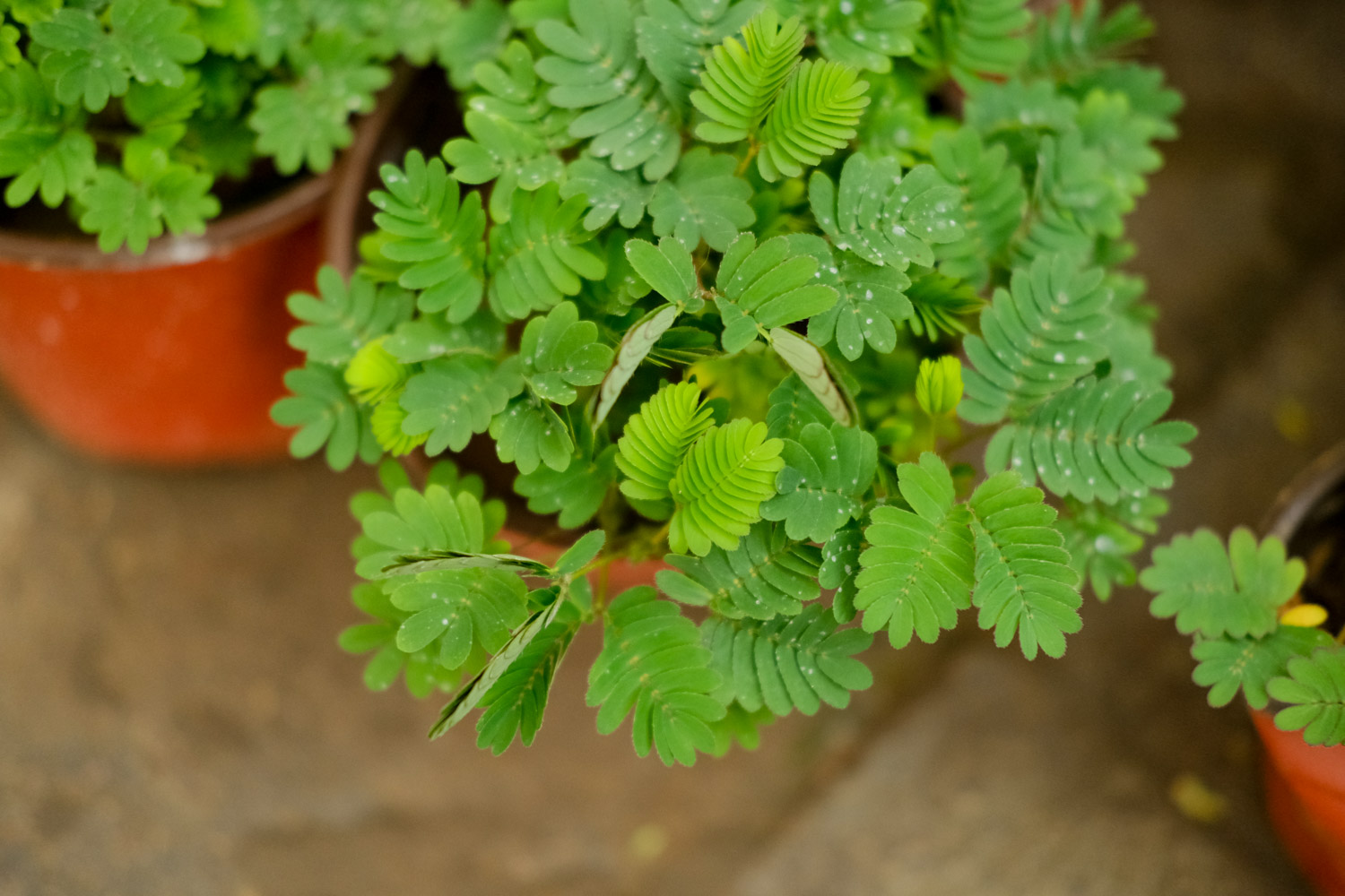 含羞草 含羞草资料,含羞草图片