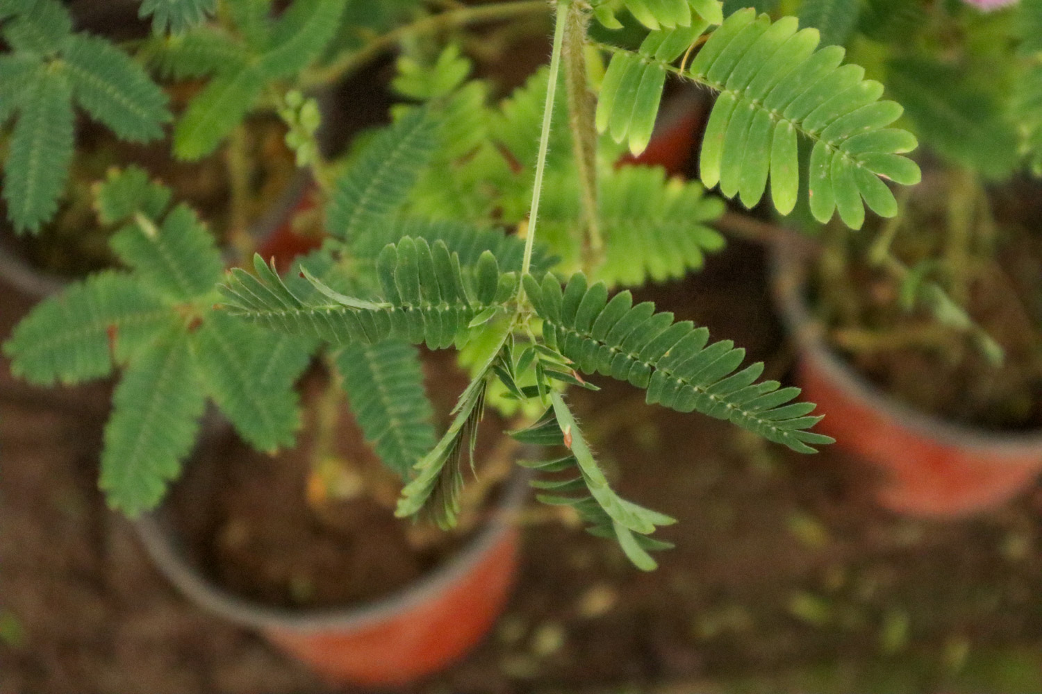 含羞草 含羞草资料,含羞草图片