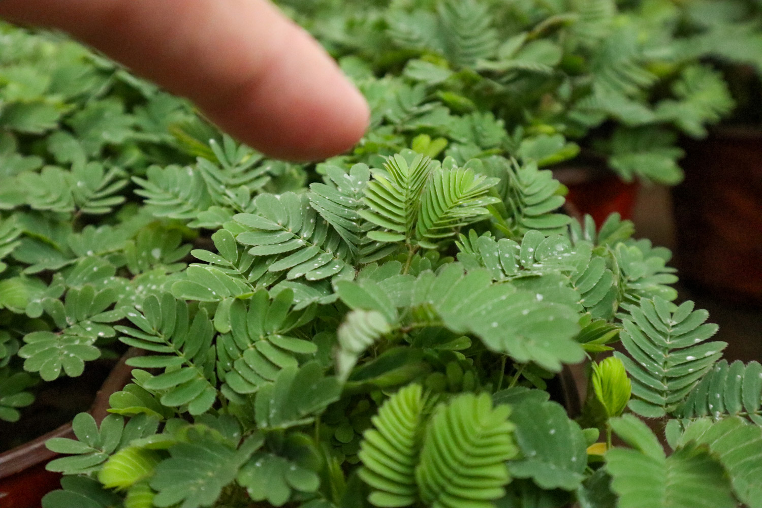 含羞草 含羞草的秘密,含羞草的图片