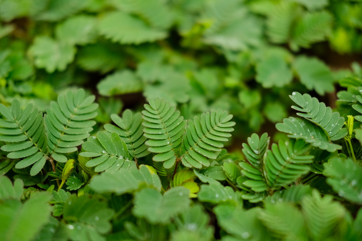 含羞草 含羞草的秘密,含羞草的图片