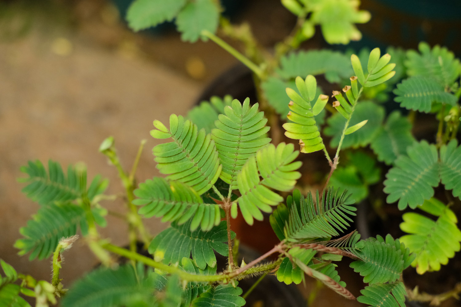 含羞草 含羞草的秘密,含羞草的图片
