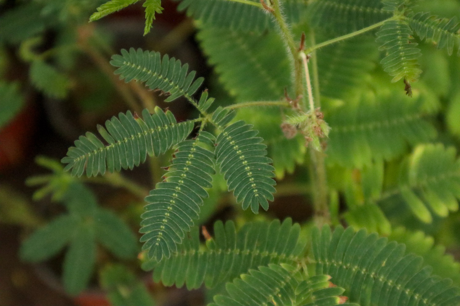 含羞草 含羞草的秘密,含羞草的图片
