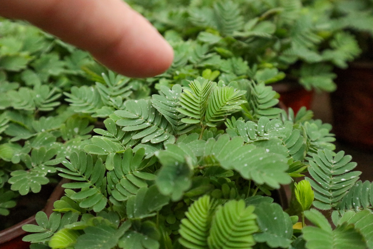 含羞草 含羞草的秘密,含羞草的图片