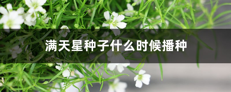 满天星种子什么时候播种，种子种植办法