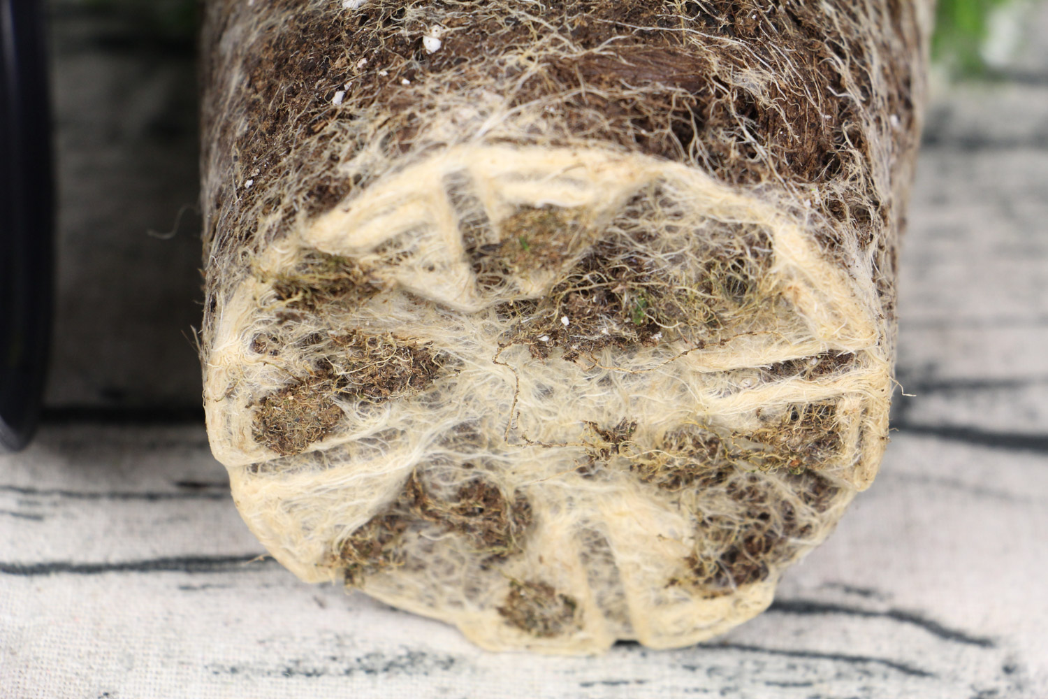 满天星种子什么时候播种，种子种植办法