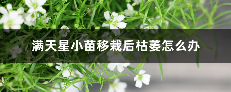 满天星小苗移栽后枯萎如何办，换盆后浇水吗
