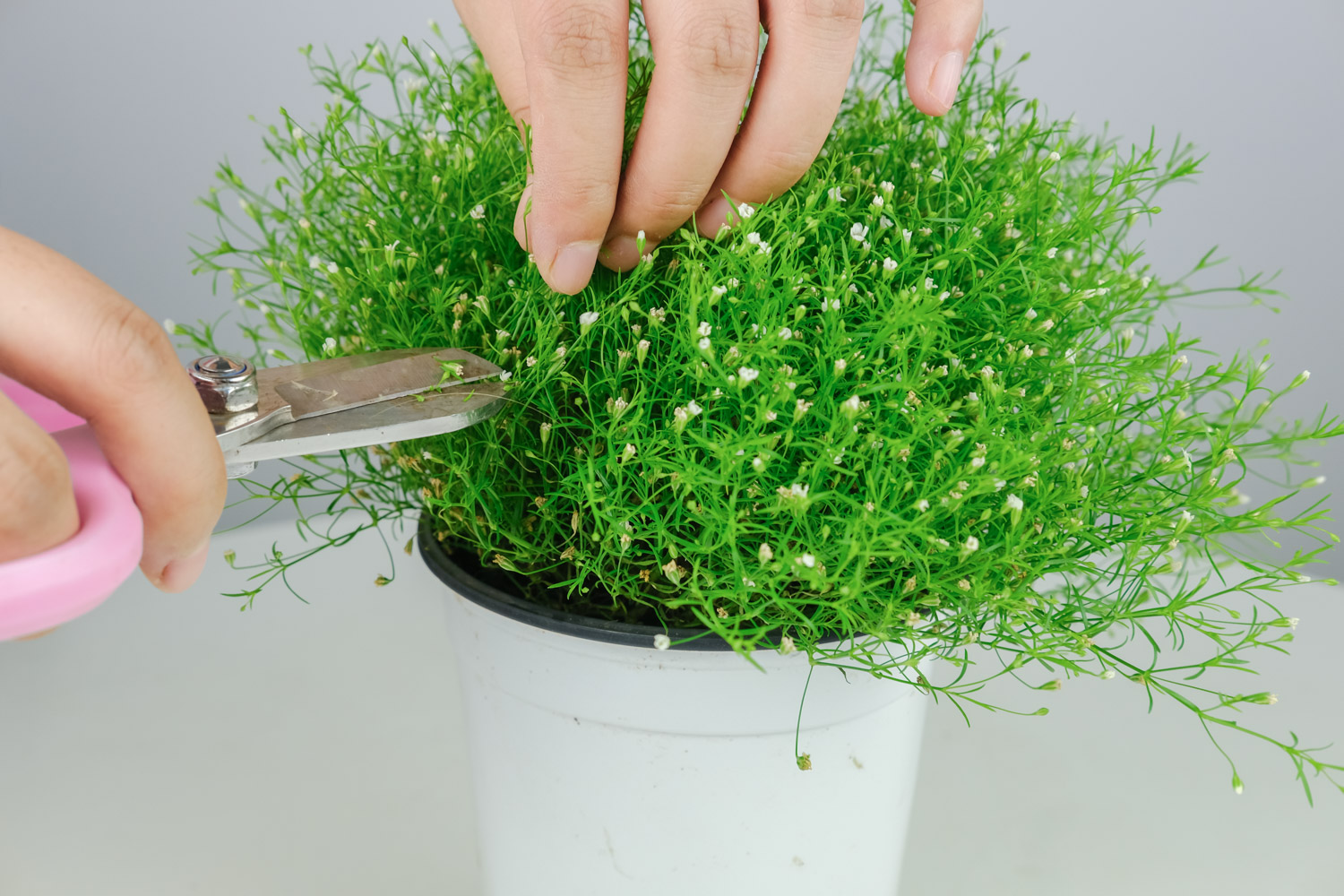 满天星如何过冬，如何保存