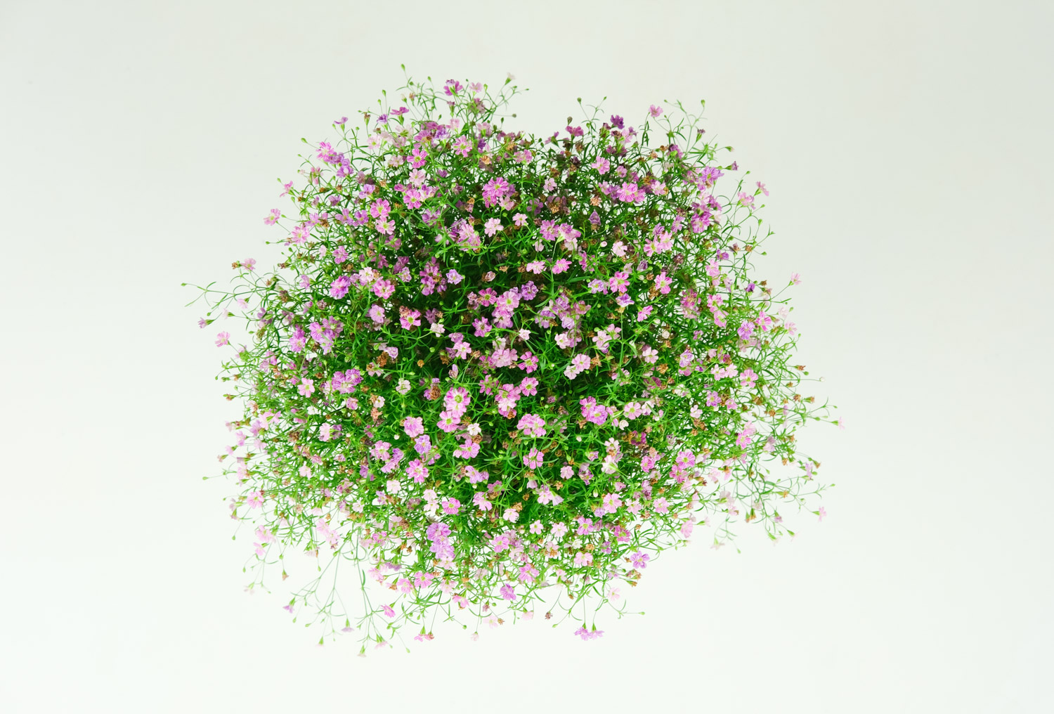 满天星如何过冬，如何保存