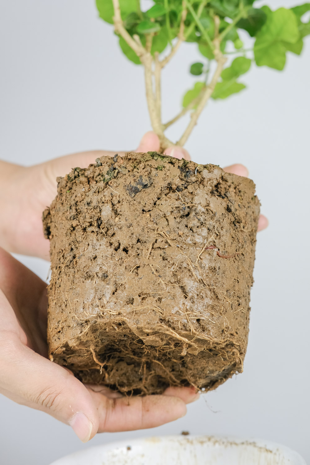 茉莉花繁殖办法，茉莉花繁殖成活率高吗