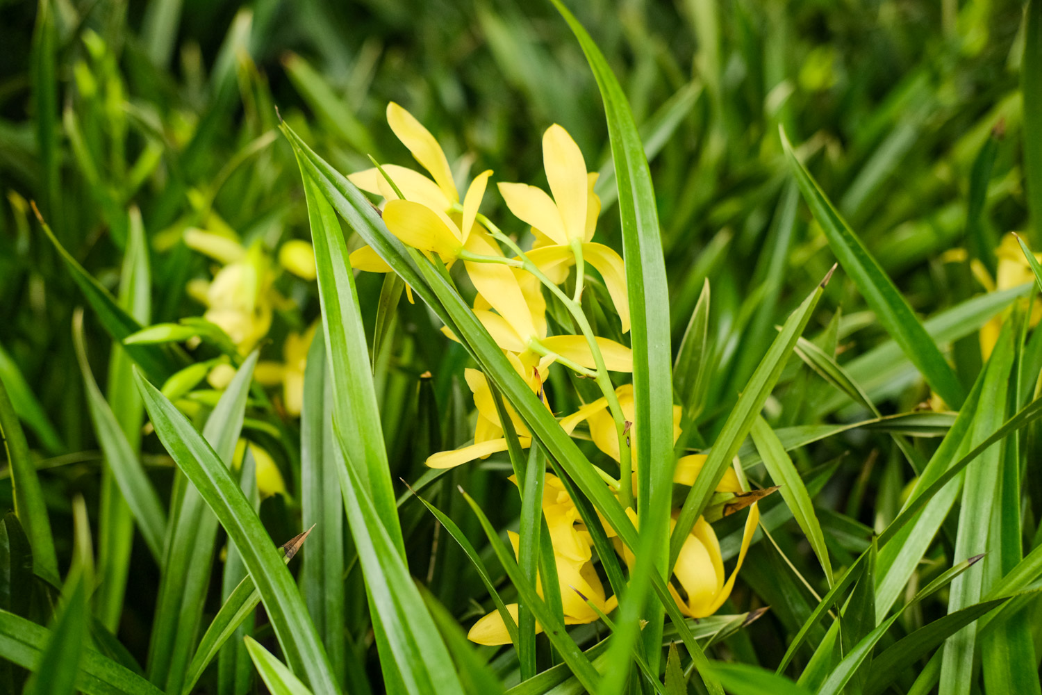 单株兰花能养活吗，该如何养护