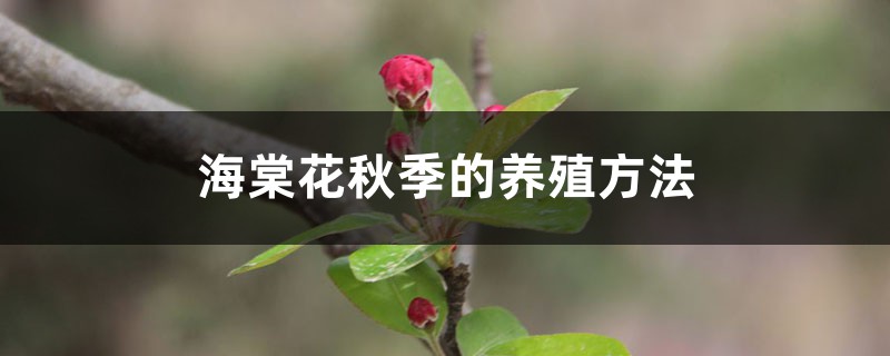 海棠花秋季的养殖办法，如何扦插