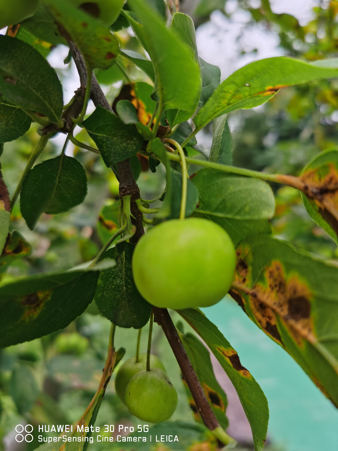海棠花秋季的养殖办法，如何扦插
