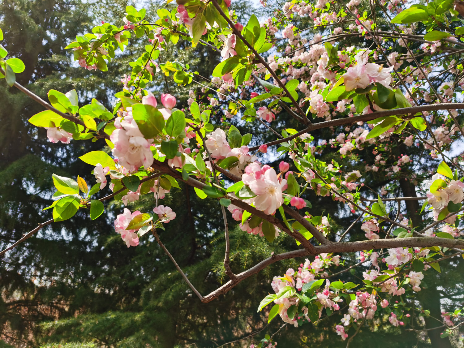 海棠冬季有叶子吗，冬季开花吗