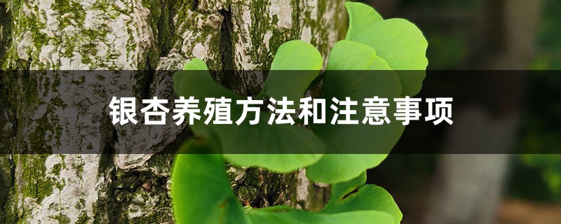 银杏养殖办法和留意事项，花盆里栽几棵银杏合适