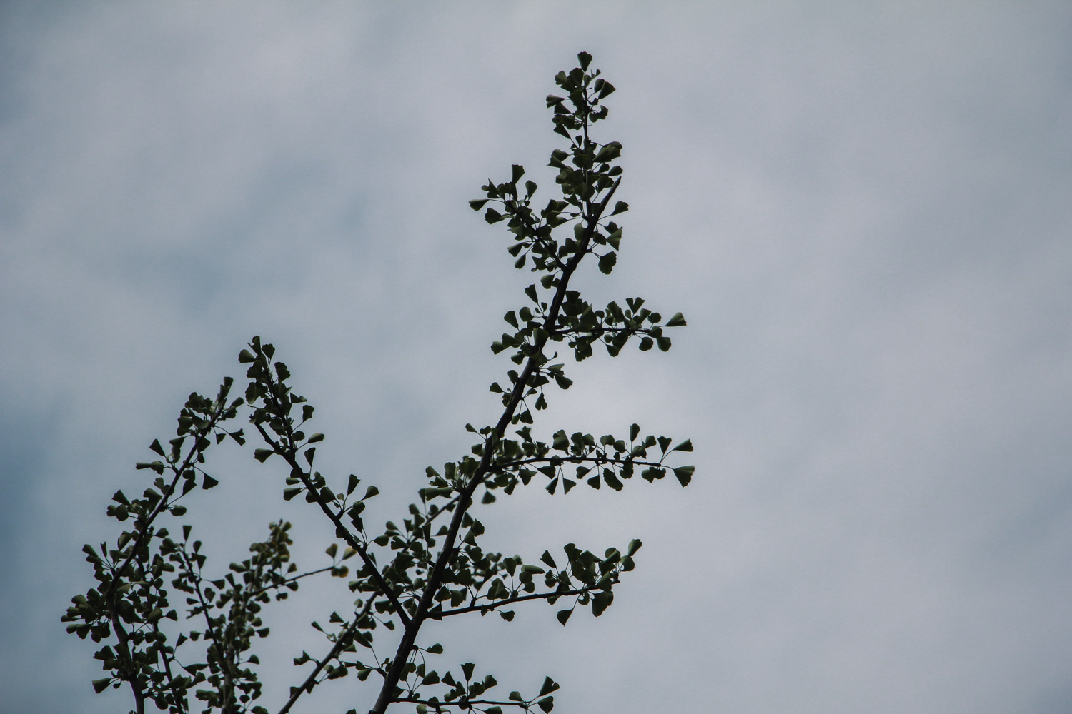 银杏养殖办法和留意事项，花盆里栽几棵银杏合适