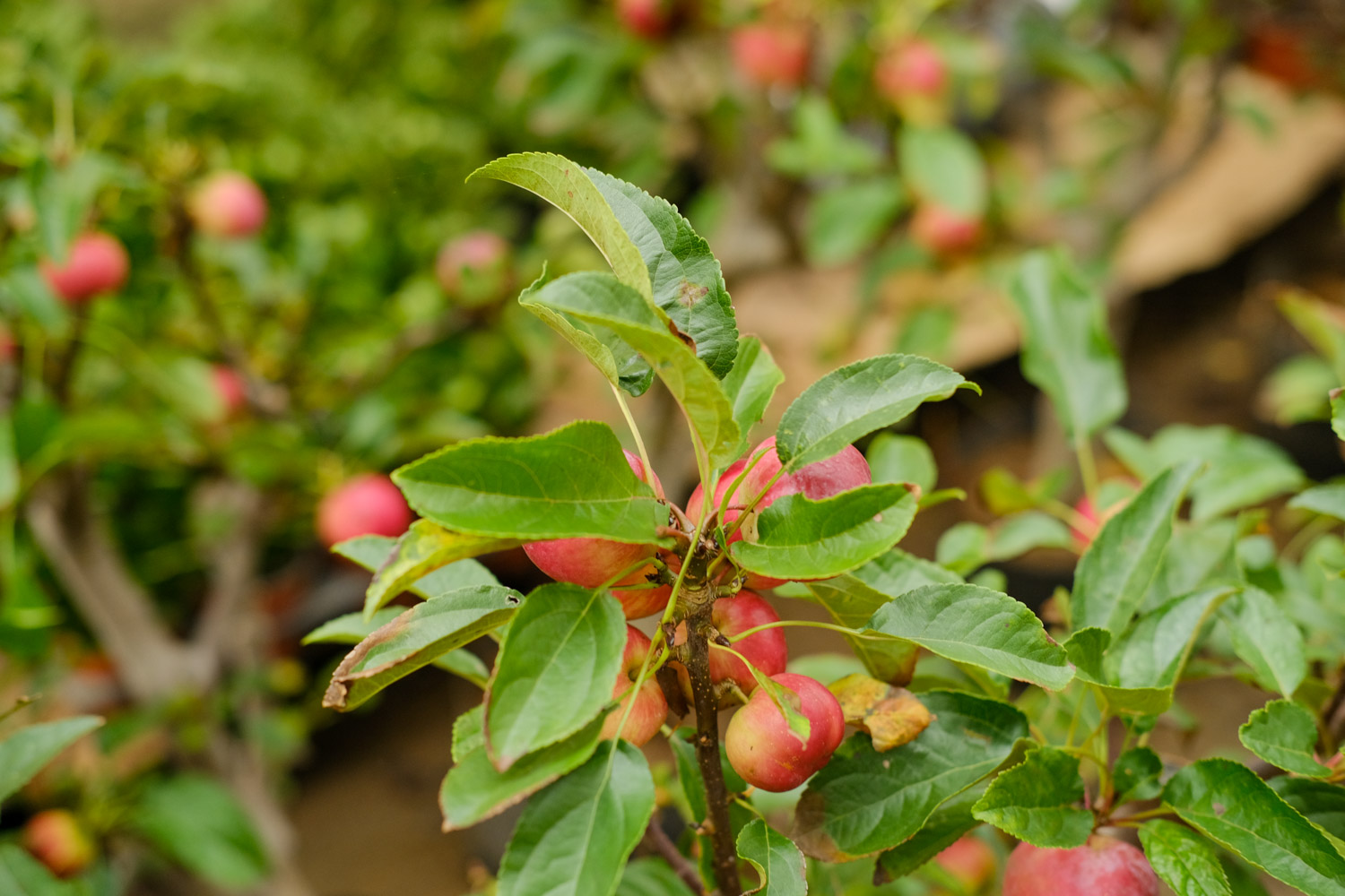 海棠开花的时候要多浇水吗，几天没浇水干了如何办