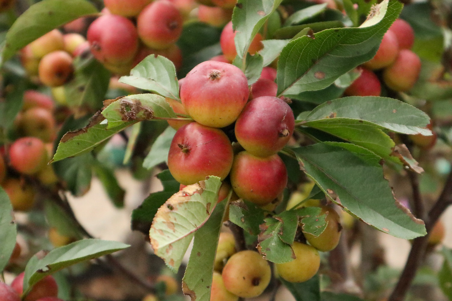 海棠 海棠换盆需要修根吗,换盆留意什么