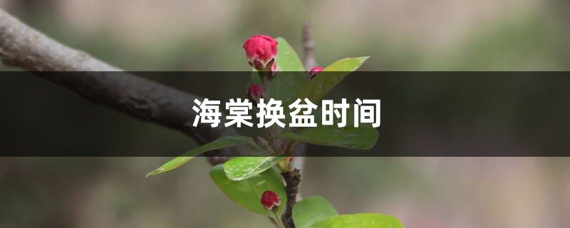 海棠换盆时间，换盆后叶子干了如何办