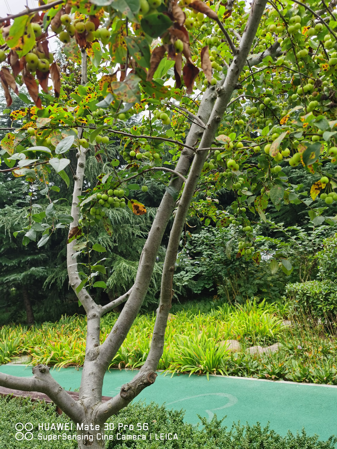 海棠换盆时间，换盆后叶子干了如何办