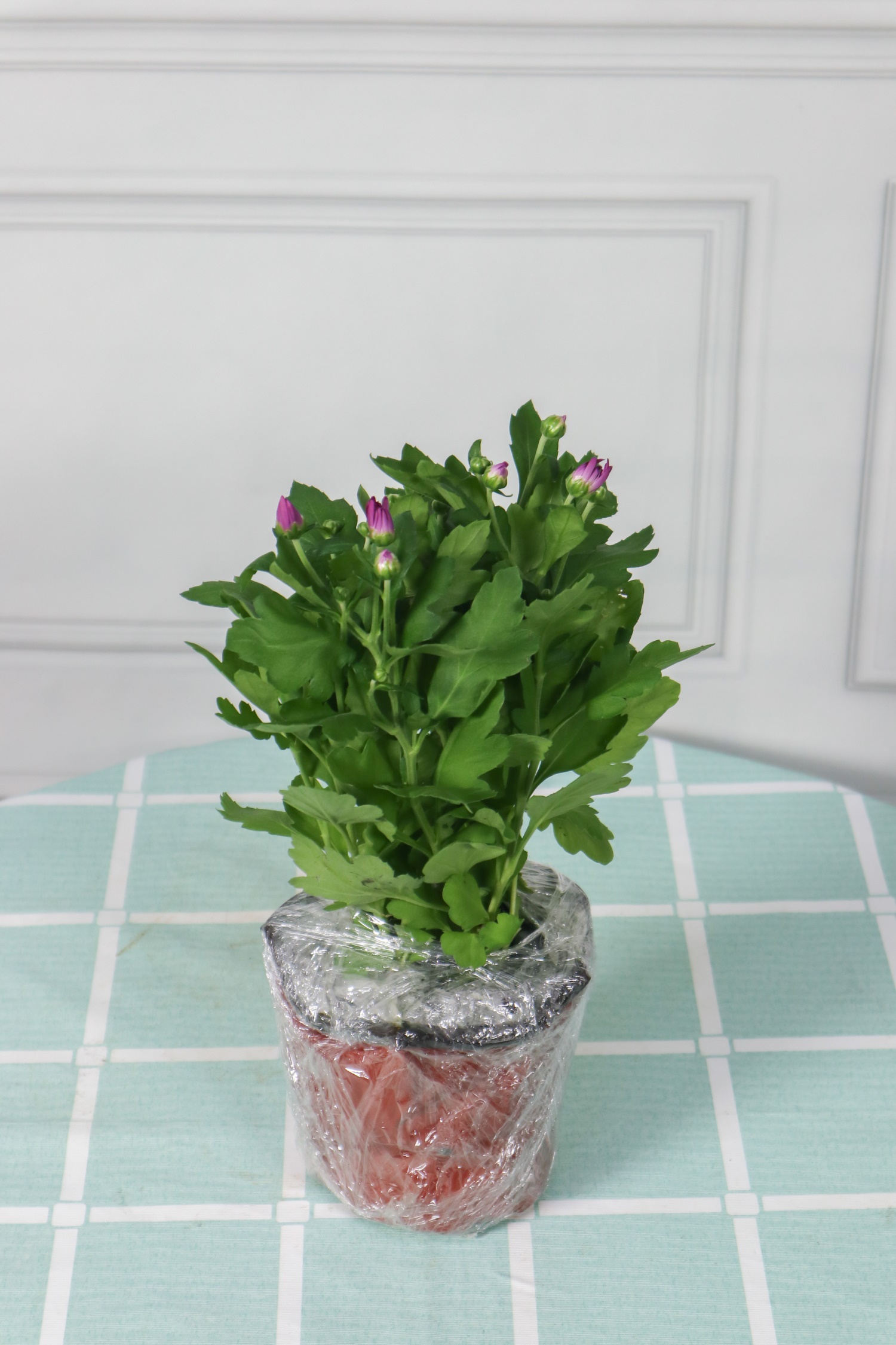 多头菊繁殖办法，种子什么时候种