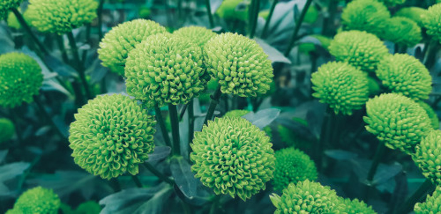 多头菊繁殖办法，种子什么时候种