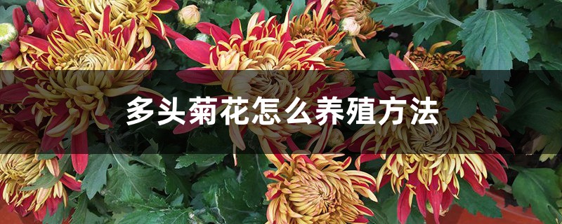 多头菊花如何养殖（养殖办法详解）