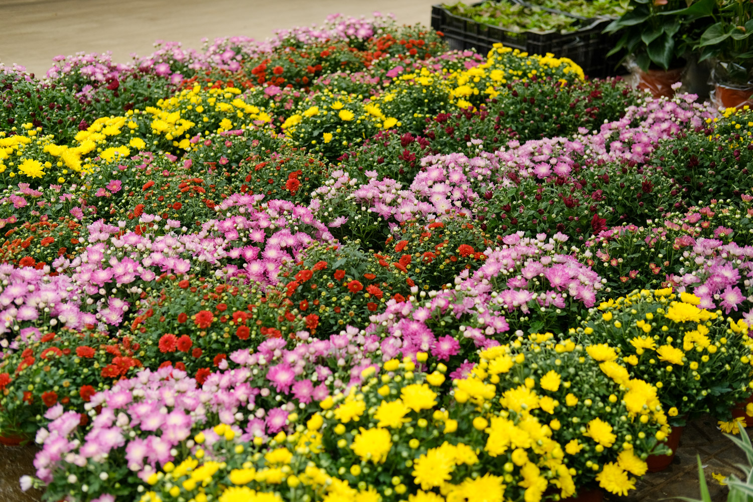 多头菊花如何养殖（养殖办法详解）