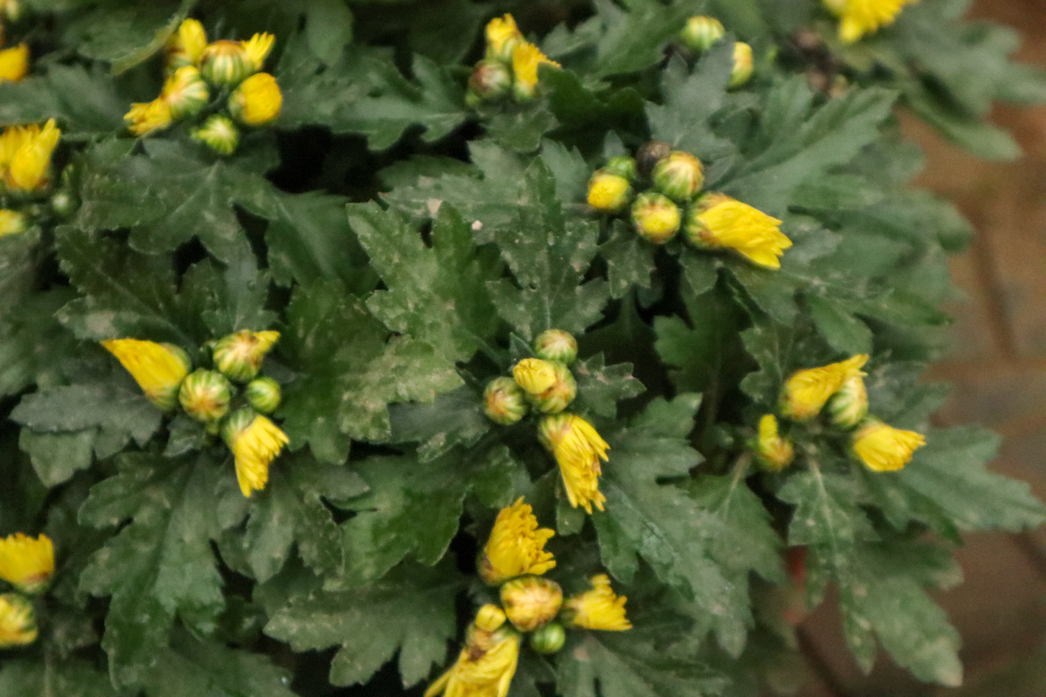 多头菊是温室花卉吗，冬季能放室外吗