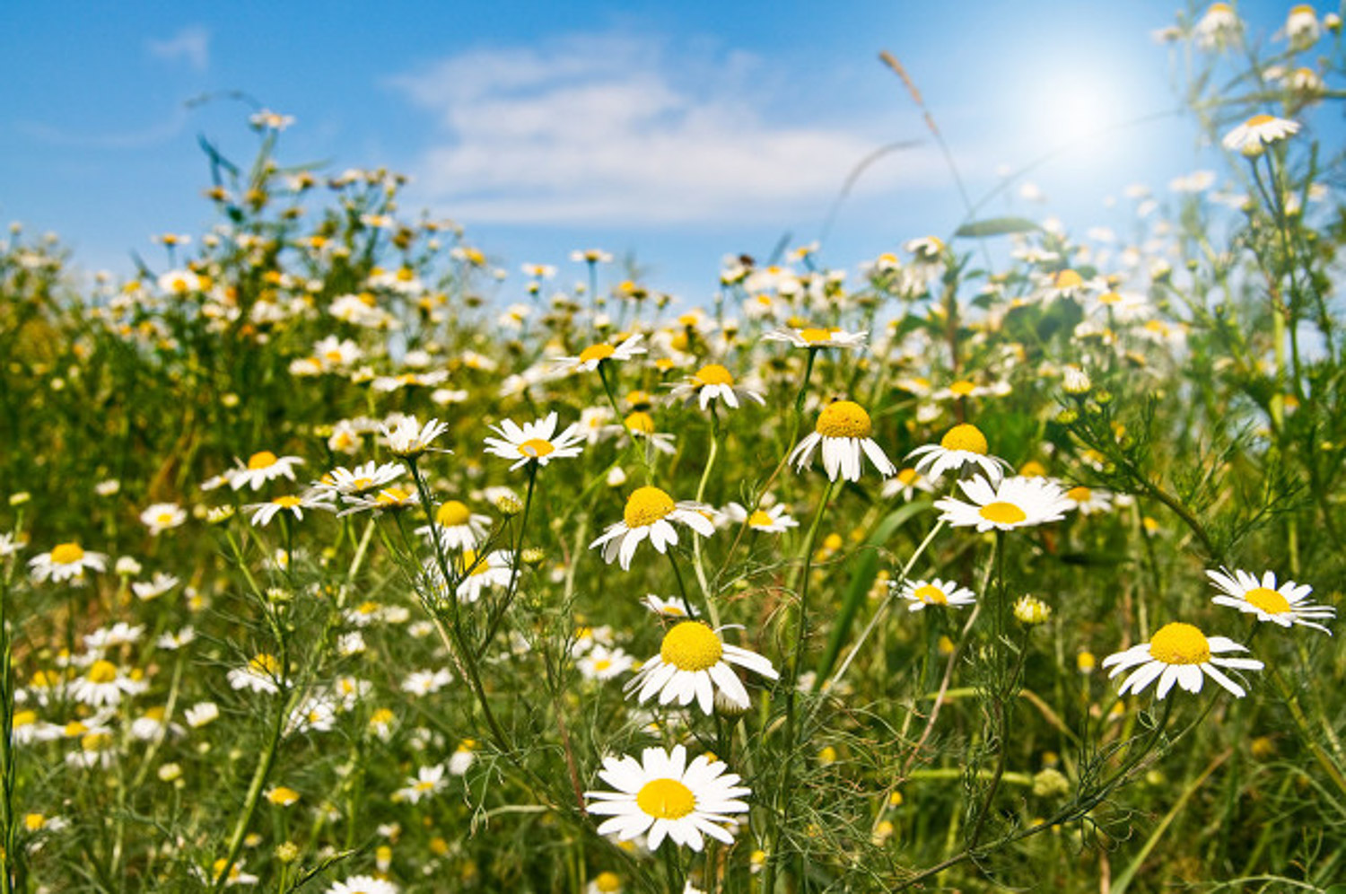 多头菊是温室花卉吗，冬季能放室外吗