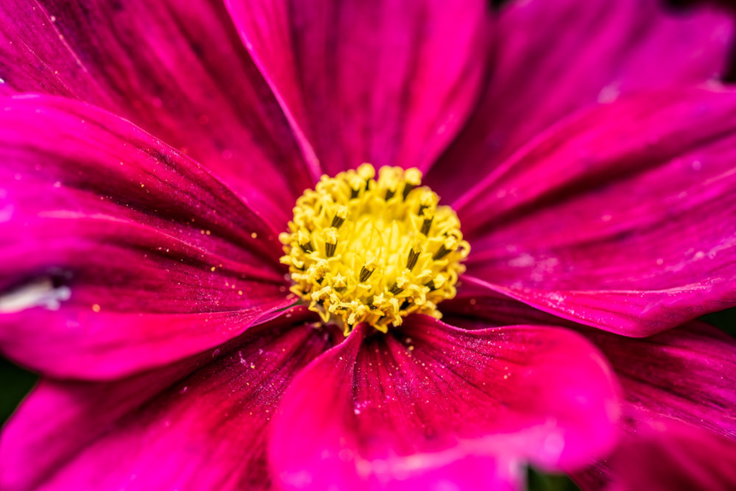 多头菊是温室花卉吗，冬季能放室外吗