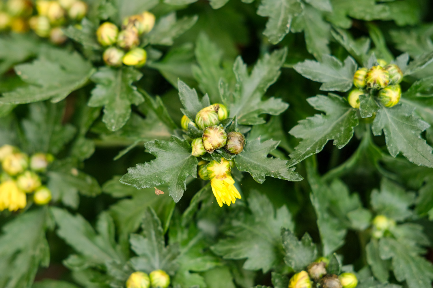 多头菊适合放在家中吗，可以插在家里吗