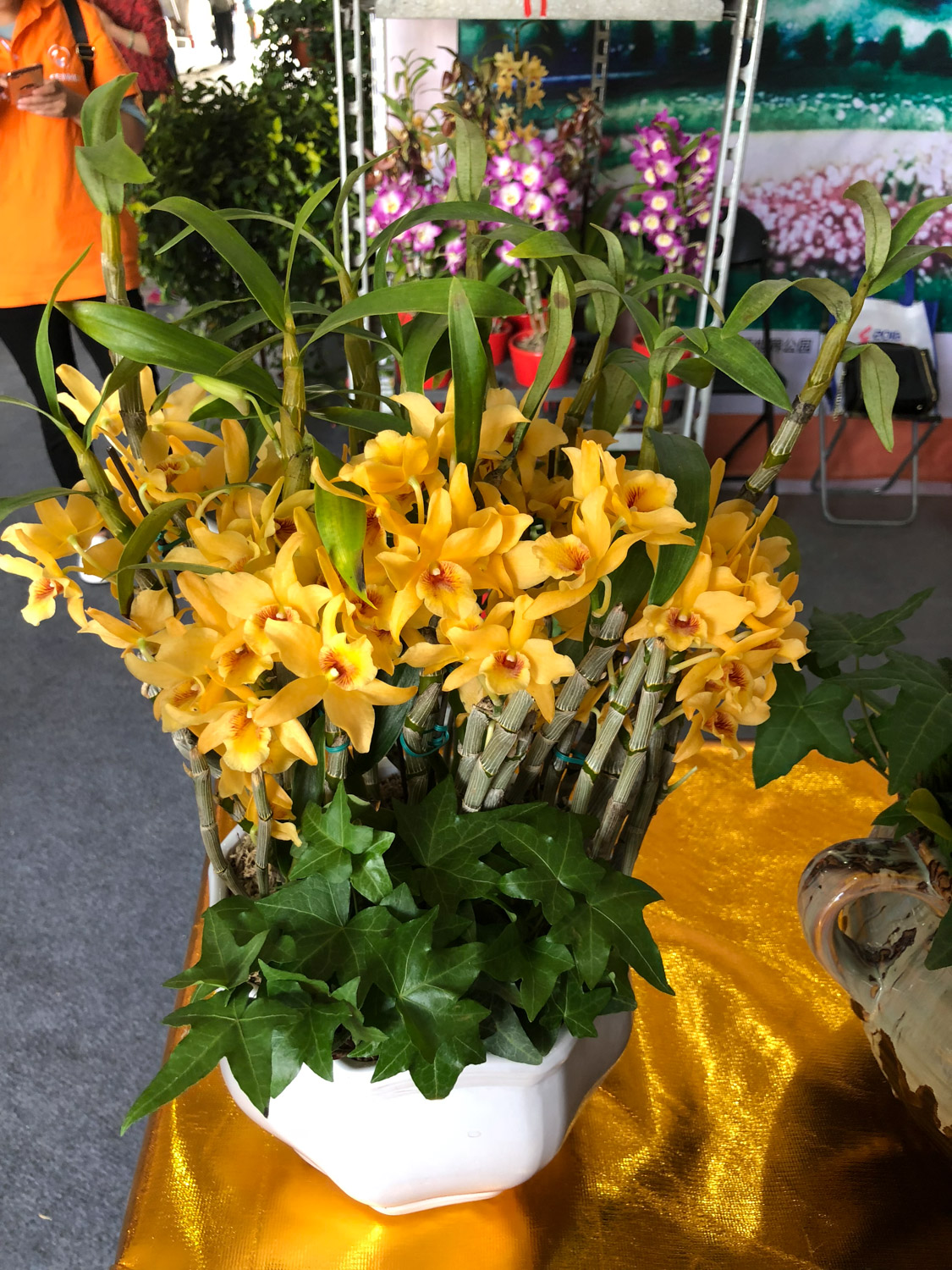 养石斛用什么土最好，如何种植