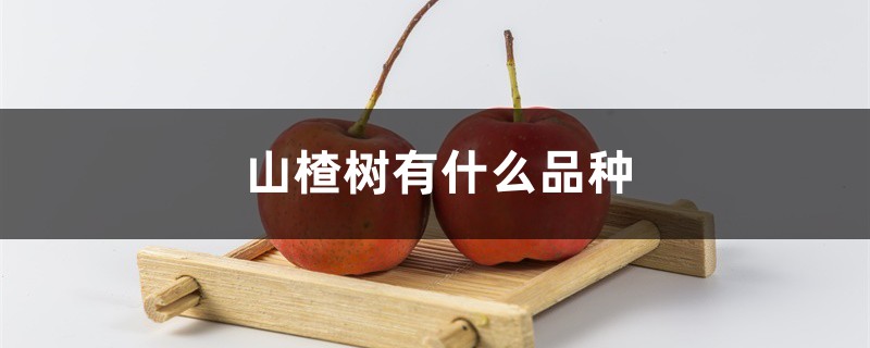 山楂树有什么种类，山楂树好养护吗