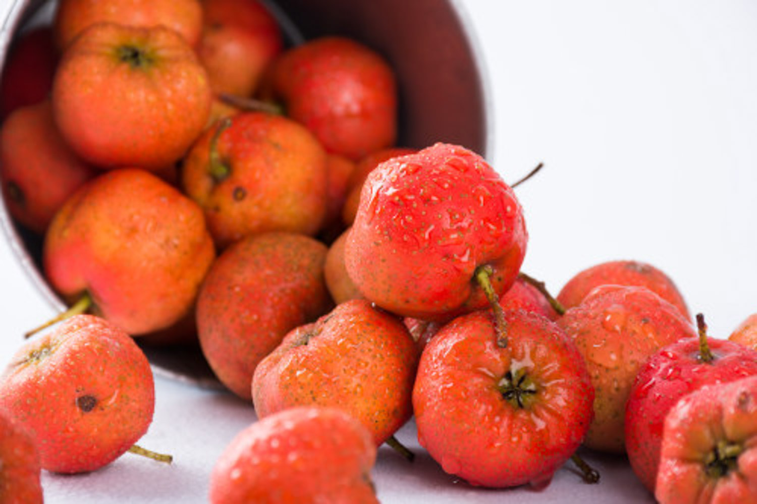 山楂介绍，山楂图片