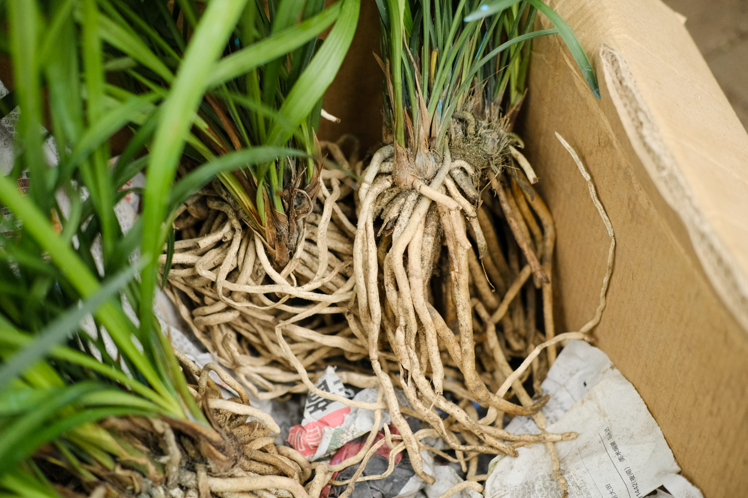 北方室内养什么兰花好，如何养殖