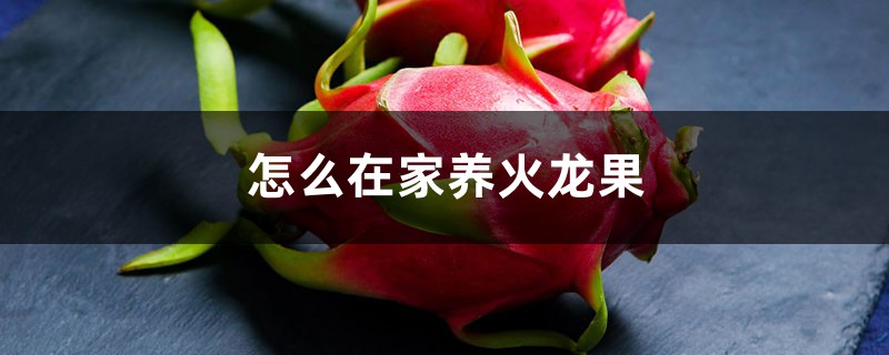 如何在家养火龙果，多少度会冻
