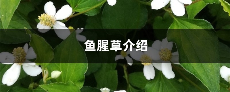 鱼腥草介绍，鱼腥草繁殖办法