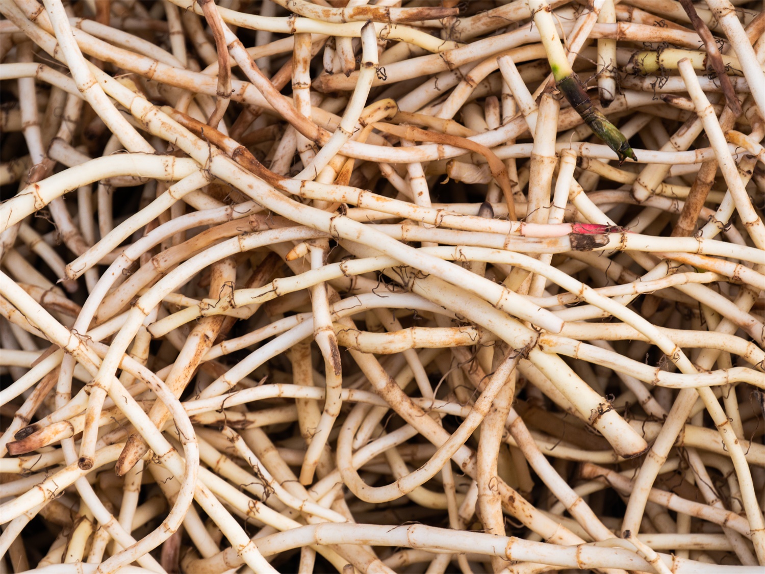 折耳根 鱼腥草介绍,鱼腥草繁殖办法