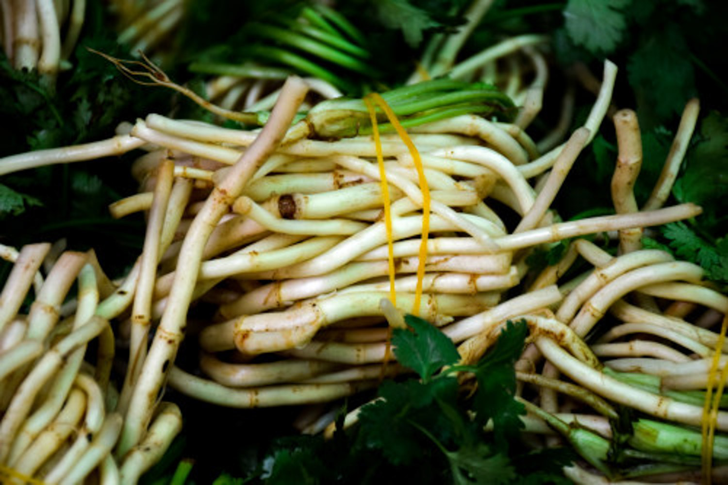 折耳根 鱼腥草介绍,鱼腥草繁殖办法