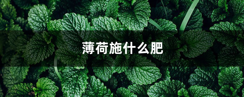 薄荷施什么肥，薄荷施肥时的两大留意