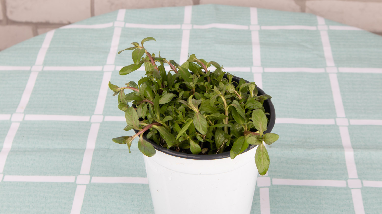 薄荷施什么肥，薄荷施肥时的两大留意