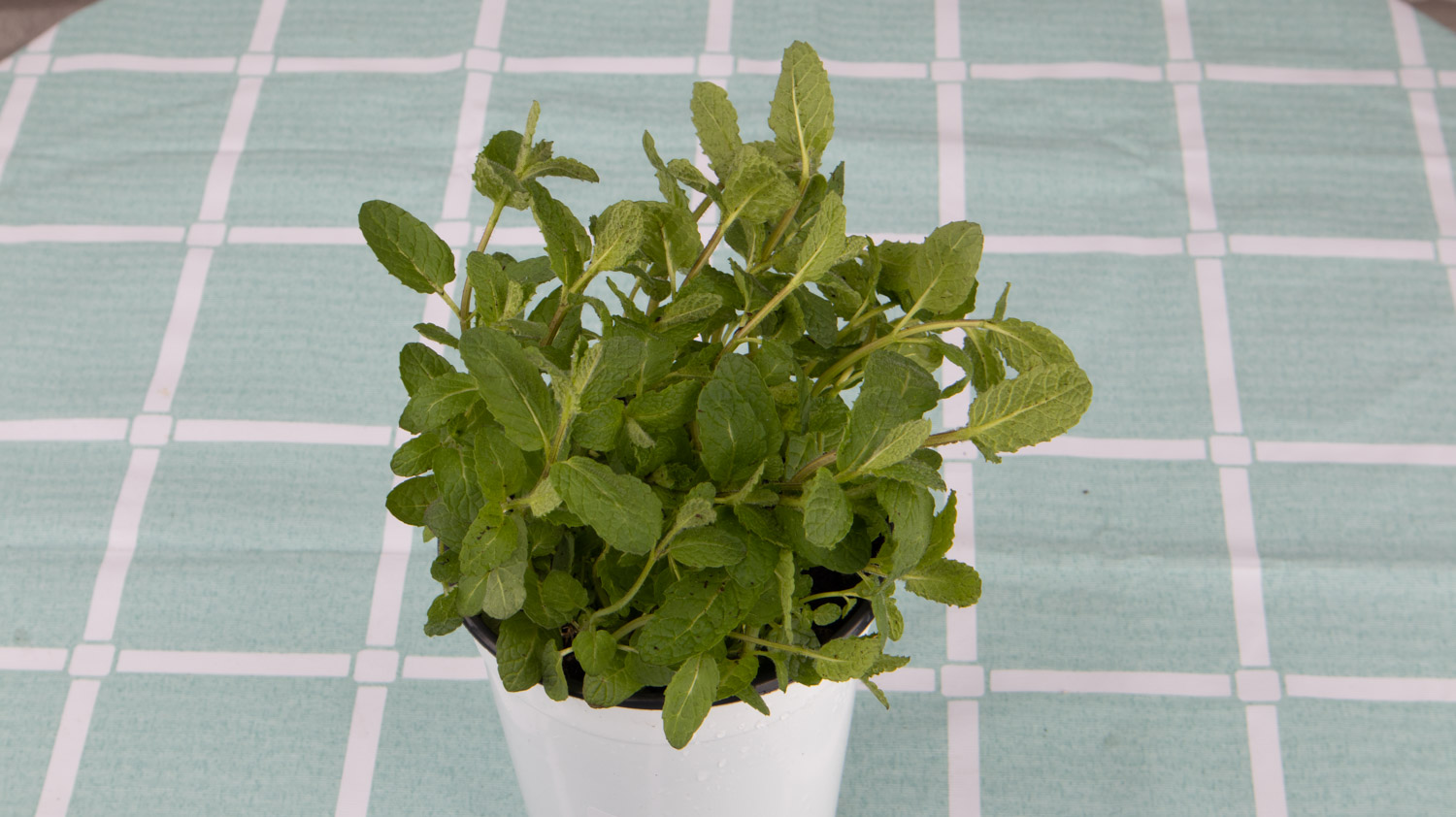 薄荷养殖办法和留意事项，薄荷如何养才能爆盆