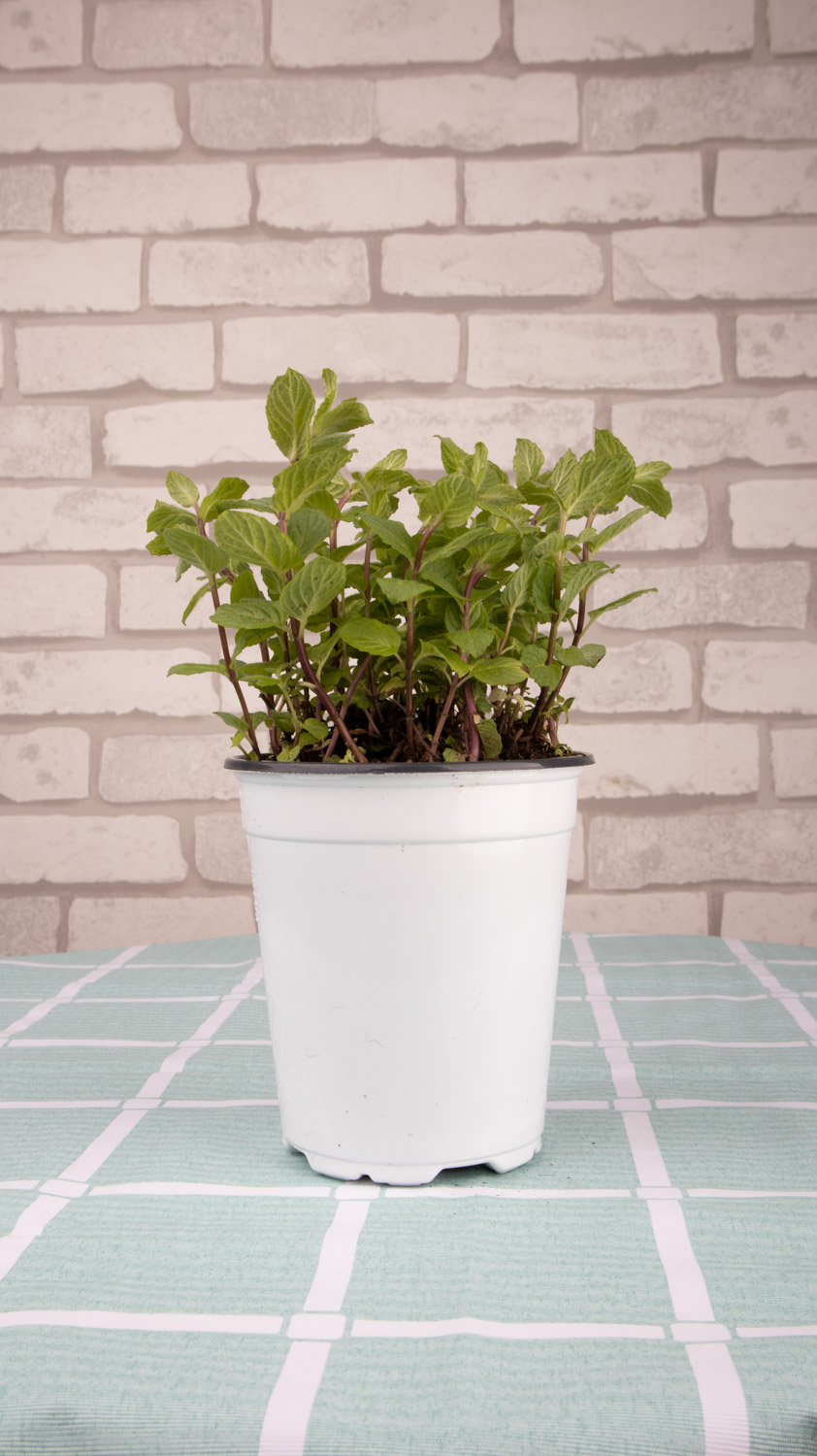 薄荷养殖办法和留意事项，薄荷如何养才能爆盆