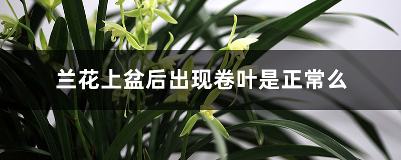 兰花上盆后出现卷叶是正常么，上盆后如何处理